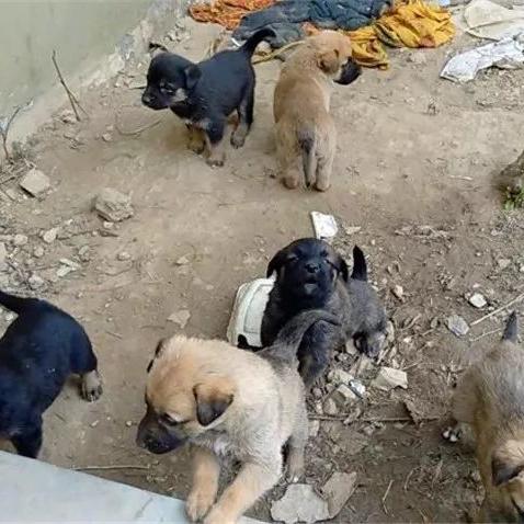 嗷嗷路最新地址解析