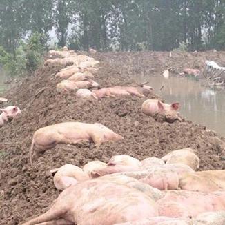 安徽农业新闻速递，最新报道汇总