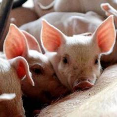 猪仔价格最新动态今日播报