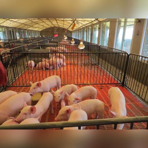 猪仔价格最新动态今日播报