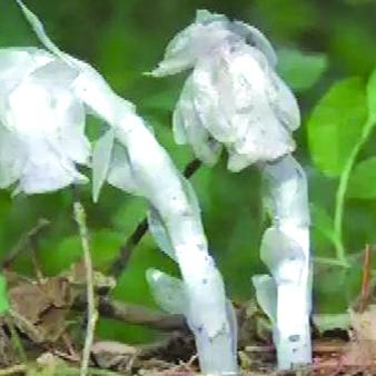 三株最新消息全面解读