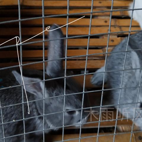 长毛兔兔毛最新市场行情分析