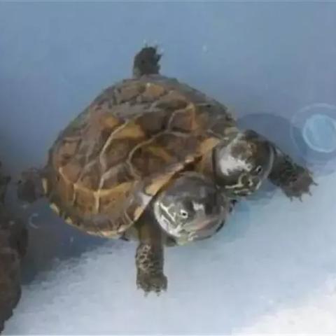 日本核污染产品名单更新，影响分析与启示