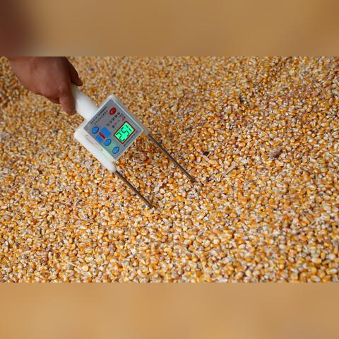 河北玉米价格今日分析，最新行情及展望