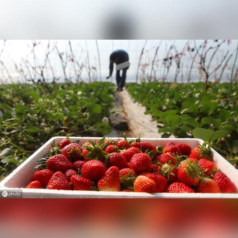 家庭农场用地政策最新解读