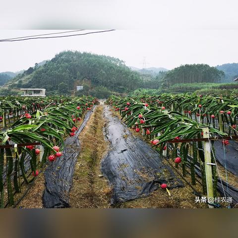 火龙果新品种详解