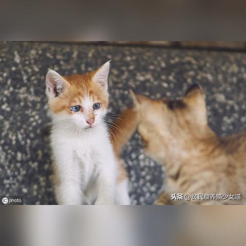 咪爪最新版本深度解读,重塑宠物护理体验新篇章