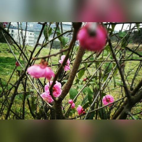 重生花果山章节概述与解析