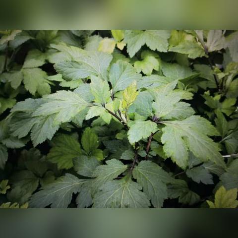 最新甜菜打叶机，提升种植产业效率的核心工具