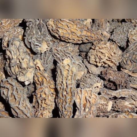 饲料蛋氨酸价格最新走势分析