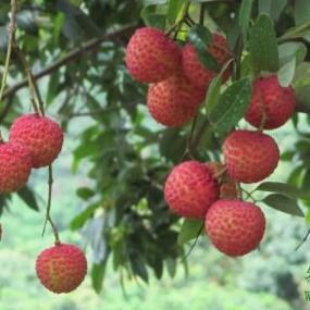 蒂蛀虫防治新方法揭秘