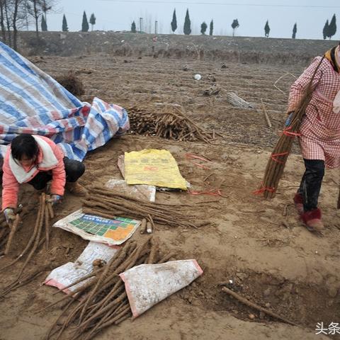 菏泽山药2025年最新价格行情