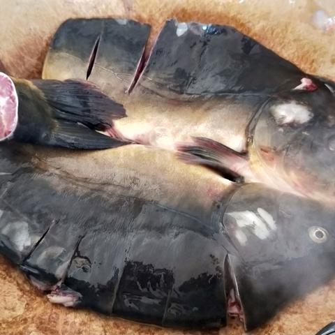 广东桂花鱼报价与市场分析概览