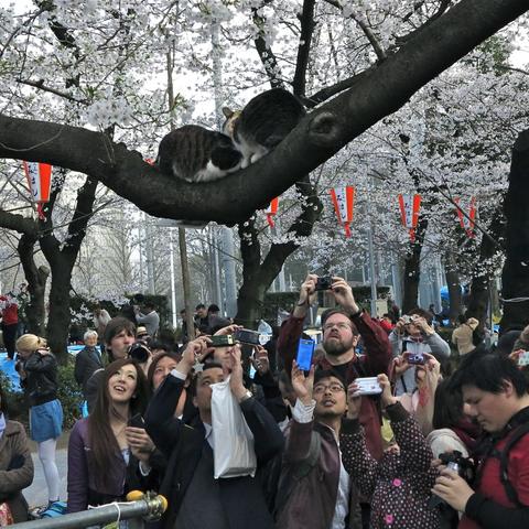 日本骆驼趾最新图片，探索背后的故事与数据揭秘