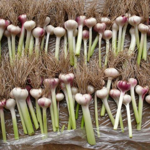 今日全国洋葱价格行情概览