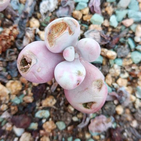 云南打人毁容事件后续通告，严惩涉案人员，全力救助受害者