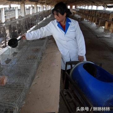 诸城貂皮今日最新价格解析