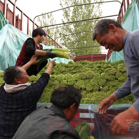 开封杞县蒜薹价格走势分析