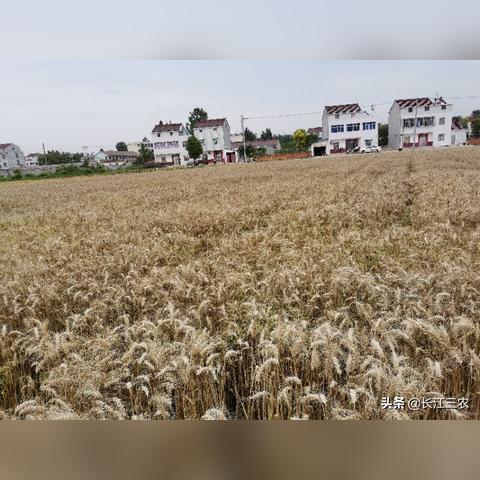 安徽小麦最新市场行情分析