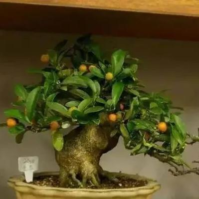 山桔盆景图片大全及创作指南