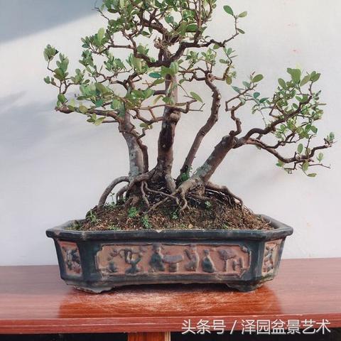 山桔盆景图片大全及创作指南