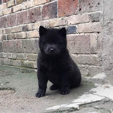 广西猎犬实战品种出售最新信息