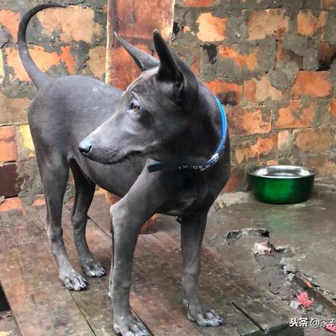 广西猎犬实战品种出售最新信息