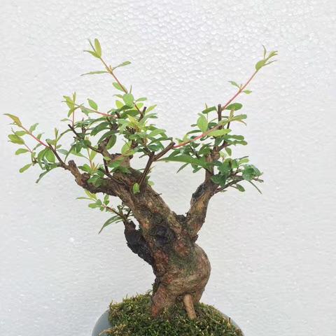 最新花卉盆景，艺术与科技的交融之美