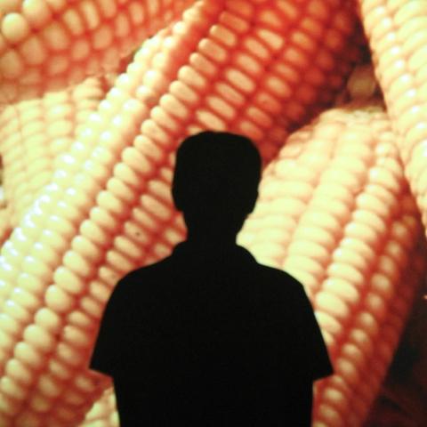 全国谷子价格行情最新分析