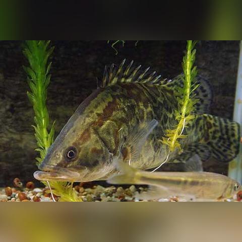 桂鱼养殖新技术揭秘