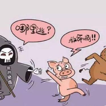 三门峡猪价行情最新分析