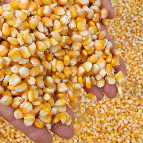 山东玉米最新收购价格解析