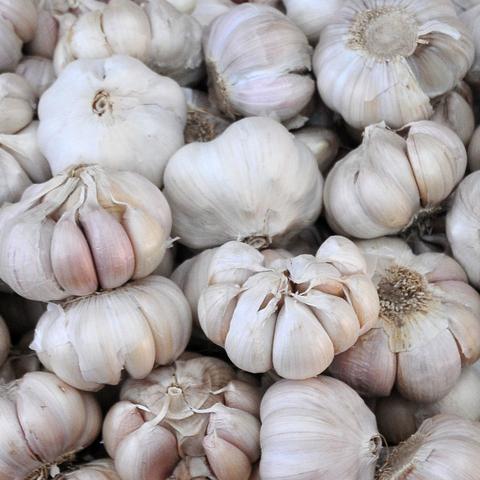 山东金乡大蒜今日行情及最新价格分析