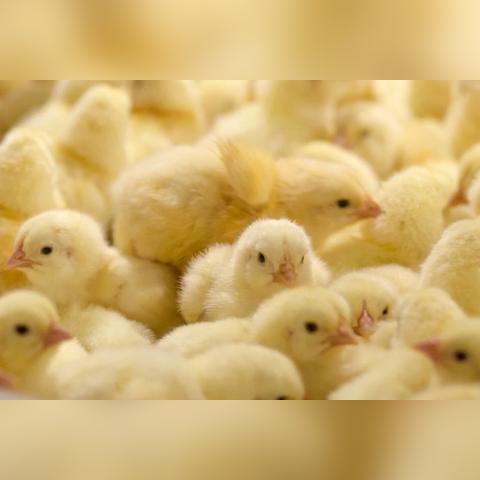 治疗鸡啄羽新方法，最新解决方案