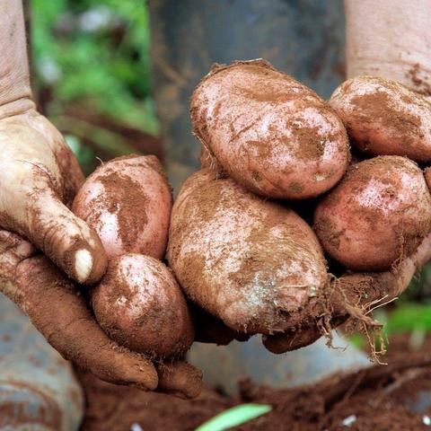 土豆最新批发价格走势分析